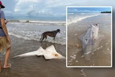 Was ist denn das? Spaziergängerin findet merkwürdigen Raubfisch am Strand