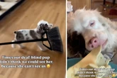Wie dieser blinde Hund seine Besitzer auf Trab hält, lässt alle Herzen schmelzen