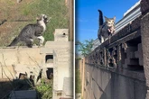 Frau ist überrascht, was Katze im Maul hat: Doch die Fellnase fängt erst an