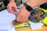"Oachkatzlschwoaf" wird zum Verhängnis: Feuerwehr rettet Eichhörnchen aus Klebefalle