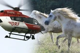 Frau will Pferde einfangen: Dann muss der Rettungshubschrauber kommen