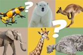 Tier Quiz: Wie gut kennst Du die Tierwelt?