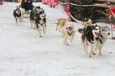 Wettkampf der Schneeflitzer: Schlittenhunde im Harz unterwegs