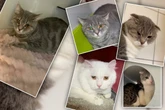 So viel Leid in kleinen Augen: Tierheim bittet "von Herzen" um Hilfe für Katzenabteilung