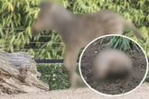 Hagenbeck: Diesen Nachwuchs können Besucher ab sofort im Tierpark sehen