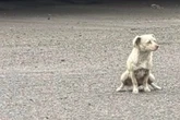 Frau verzweifelt an Rettung dieses Hundes: Als sie es nach Tagen schafft, traut sie ihren Augen kaum