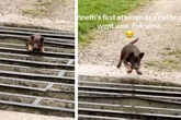 Kleiner Hund will zum ersten Mal Viehgitter überqueren, doch sein Plan geht nicht auf