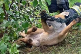 Maschen um Hals gewickelt: Retter befreien kleinen Fuchs aus Todesfalle