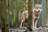 Jagdrecht für Wölfe? In Sachsen soll der Abschuss erleichtert werden