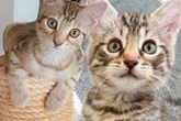 Katzenmamas aus Katastrophen-Zuständen bringen Babys mit Handicaps im Heim zur Welt