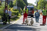 Straße extra gesperrt: Feuerwehr eskortiert Schwanenfamilie