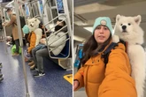 Wie eine Frau mit ihrem gigantischen Hund U-Bahn fährt, begeistert