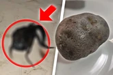 Mysteriöser Fund: Tentakel wachsen aus meteoritenähnlichem Gestein