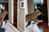 Katze starrt unentwegt auf Bild: Der Grund bringt alle Herzen zum Schmelzen