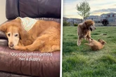 Alter Golden Retriever führt ein trauriges Leben: Plötzlich ändert sich einfach alles