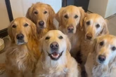 Frau gibt ihren sechs Golden Retrievern einen Spezialauftrag: Dann bricht das Chaos aus
