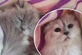 Birma-Katzen sichergestellt: Finden diese süßen Samtpfoten ihr Happy End?