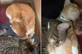 Kater wird Katzen-Papa: Wie er reagiert, lässt reihenweise Herzen schmelzen