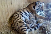 Erster Arztbesuch für Tigerbabys im Magdeburger Zoo steht an