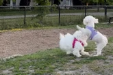 Maltipoo verhält sich seltsam gegenüber Hund: Als Wahrheit herauskommt, bricht Frauchens Herz