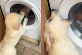 Golden Retriever dreht vor Waschmaschine durch: Grund öffnet so vielen das Herz