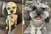 Nach Besuch beim Hundefriseur: So entsetzt ist Louie von seinem neuen Look