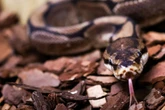 Kampf auf Leben und Tod: Riesen-Python will Mann verspeisen