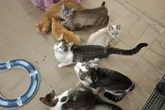Wer will, wer will, wer hat noch nicht? Katzenschwemme in Dresdner Tierheim