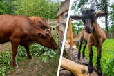 Wie anno dazumal! Chemnitzer Tierpark eröffnet Bauernhof - wie 1883