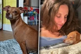 Hund ist verschwunden: Was Besitzerin dann für ein Video erhält, verschlägt ihr die Sprache