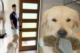 Golden Retriever weigert sich, Geschirr zu tragen: Trick seines Herrchens verzückt so viele