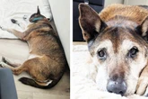 Happy End für Dieter: Berlins Hunde-Opa darf noch einmal glücklich sein
