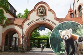 Nach traurigem Verlust: Neue Rote Panda-Dame erstmals im Zoo Leipzig zu sehen