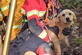 Vermisster Labrador wird gefunden, doch das Drama ist noch nicht vorbei