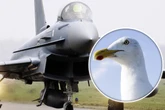 Das hätte ins Auge gehen können: Kampfjet und Möwe zerfetzen sich gegenseitig bei Flugshow