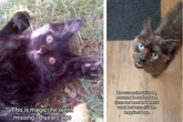 Kater nach 10 Jahren wiedergefunden: Was mit ihm passierte, macht sprachlos