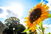 Sonne satt und bis zu 30 Grad in Hessen: Der Wochenstart wird sommerlich