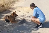 Frau entdeckt Hund auf Straße liegend: Als sie näher kommt, wird ihr eines sofort klar
