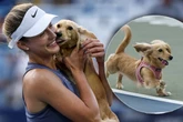 Tennis-Star gewinnt wichtiges Spiel, doch Dackel Bella stiehlt ihr die Show