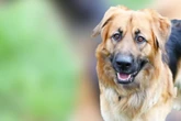 Rocco liebt Kuscheln und Krawall: Schäferhund-Mix muss das Bravsein erst noch lernen