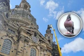 Dresdner Frauenkirche kämpft gegen Vögel: Lieber vorsorgen als Tauben auf dem Dach