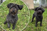 Kleine Hunde-Oma will noch nicht aufgeben: Findet Lili das große Glück?