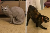 Frau macht ihre Samtpfote mit Katzenstatue vertraut - und bereut es sofort