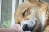 Corgi schläft glücklich und zufrieden: Hund lässt Herzen schmelzen