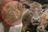 Tierseuche auf dem Vormarsch: Mücken machen Rinder krank