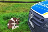 Frisch geborenes Kalb verirrt sich auf Gleise, dann kommt ein Güterzug