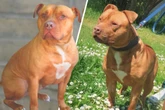 Diese Methoden helfen Ted gegen Stress: Doch der Hund will mehr - Happy End?