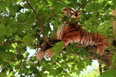 Raubkatze in Leipzig gesichtet: Was macht der Tiger da im Baum?