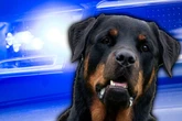 Hund verteidigt aggressiven Halter und wird erschossen