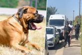 Tierhölle statt Tierheim: 37 Hunde tot in Aufnahmestelle gefunden